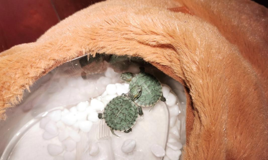 小巴西龟饮水指南：如何选择健康水源