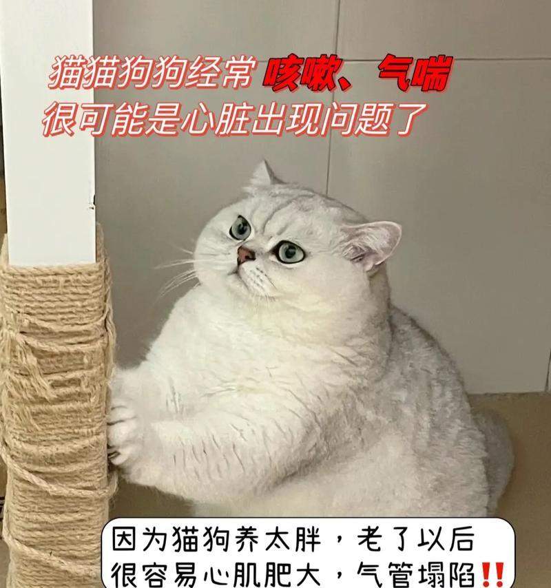 猫科动物心肌厚度影响因素与健康关联