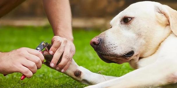 狗狗用爪子拍打的含义与沟通方式解析