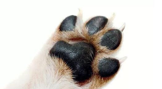 狗狗用爪子拍打的含义与沟通方式解析