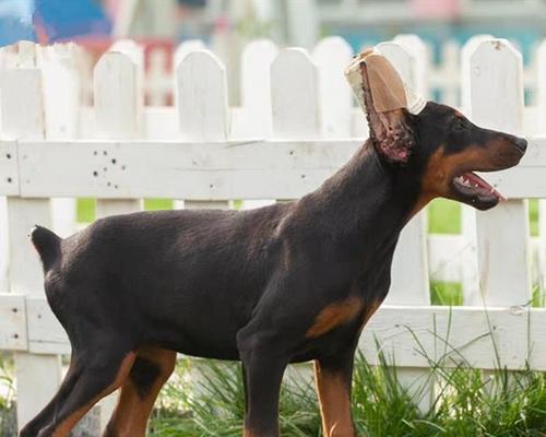 杜宾幼犬断尾手术的正确时机与注意事项 杜宾幼犬断尾手术的正确时机与注意事项