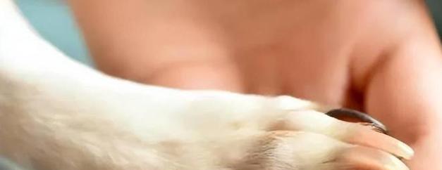 狗狗用爪子拍打的含义与沟通方式解析