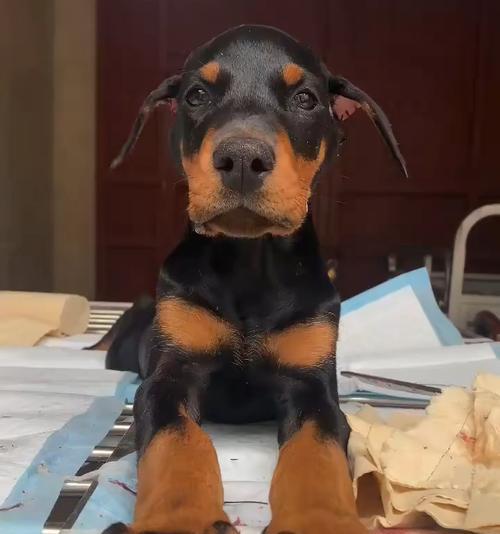 杜宾幼犬断尾手术的正确时机与注意事项 杜宾幼犬断尾手术的正确时机与注意事项