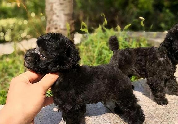 茶杯犬是什么犬培育的？全面解析品种特点与饲养要点