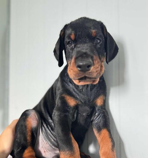 杜宾幼犬断尾手术的正确时机与注意事项 杜宾幼犬断尾手术的正确时机与注意事项