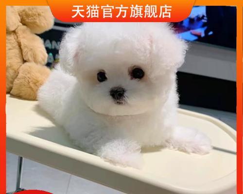 茶杯犬是什么犬培育的？全面解析品种特点与饲养要点