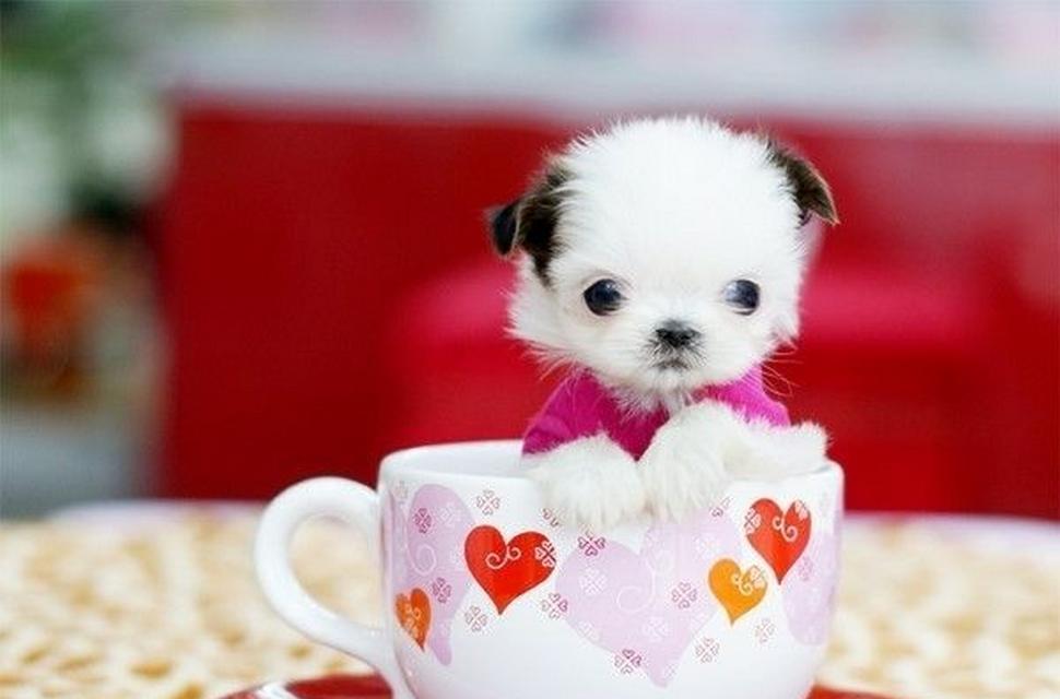 茶杯犬是什么犬培育的？全面解析品种特点与饲养要点