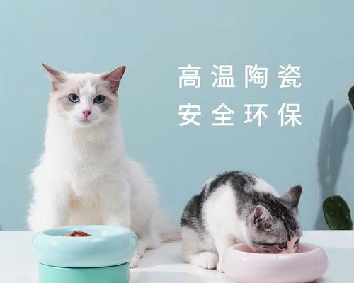 猫咪贪吃危害及科学喂养指南
