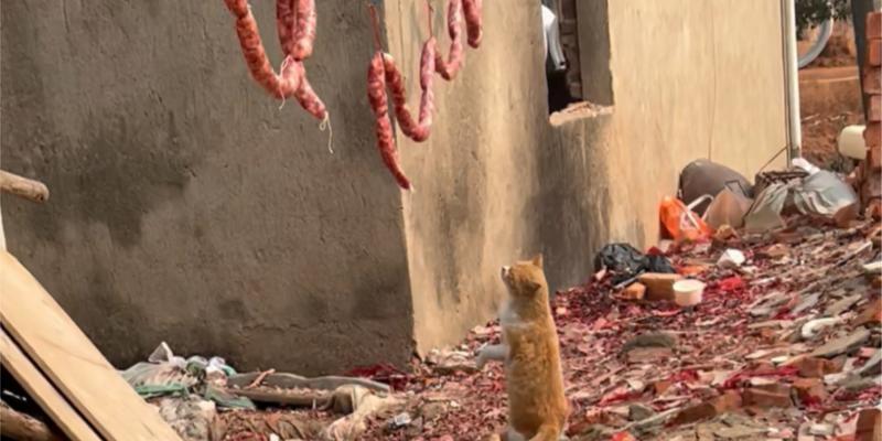 猫咪贪吃危害及科学喂养指南