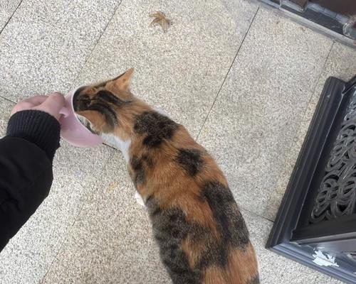 猫咪贪吃危害及科学喂养指南