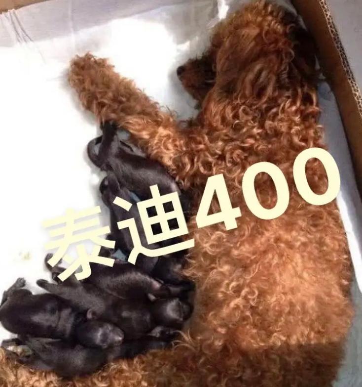 以太迪与25体身高：探索人类成长的非凡现象