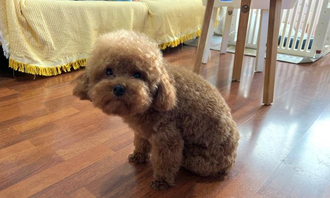 以太迪与25体身高：探索人类成长的非凡现象