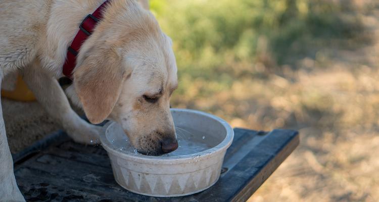 小狗喝水的重要性及健康养护指南