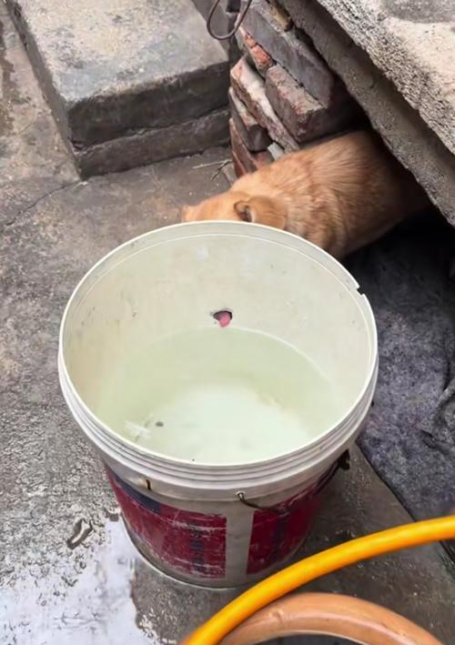 小狗喝水的重要性及健康养护指南