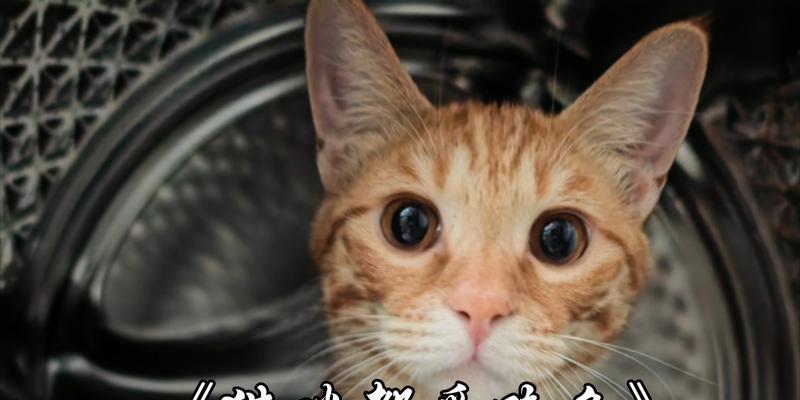 猫咪便宜又营养的鱼类推荐