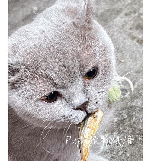 猫咪便宜又营养的鱼类推荐