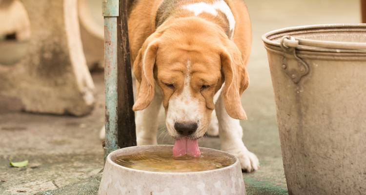 小狗喝水的重要性及健康养护指南