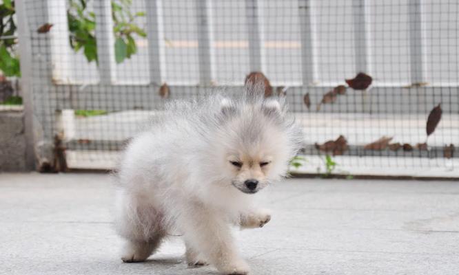 揭秘博美便秘的真相及科学解决方案