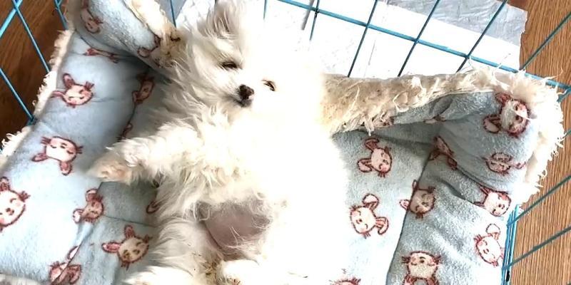 揭秘博美便秘的真相及科学解决方案