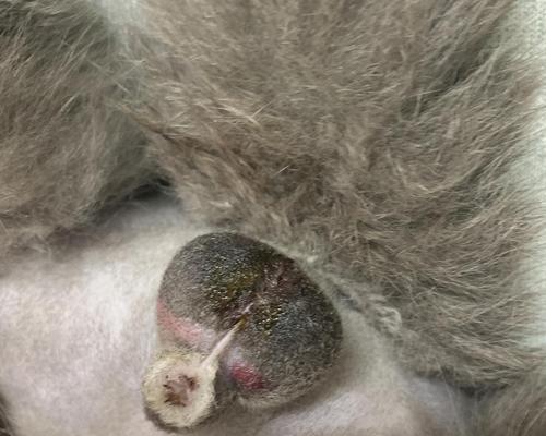 公猫蛋蛋的全球奇遇记：探索世界神秘与美丽景点