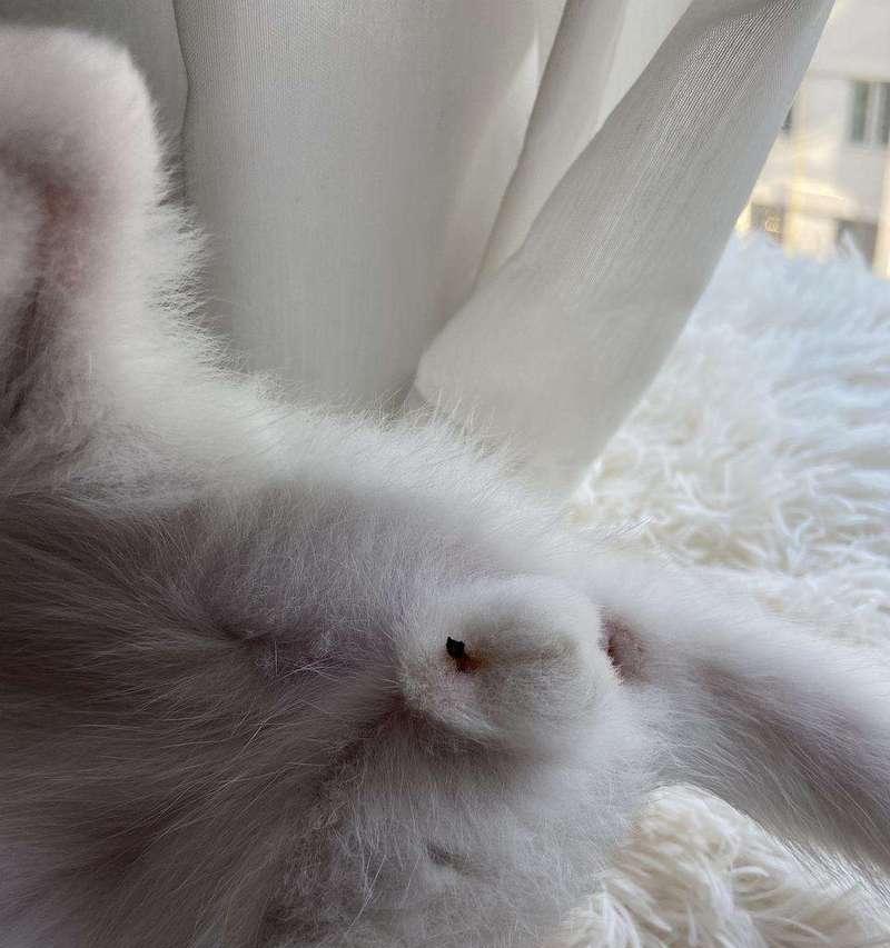 公猫蛋蛋的全球奇遇记：探索世界神秘与美丽景点