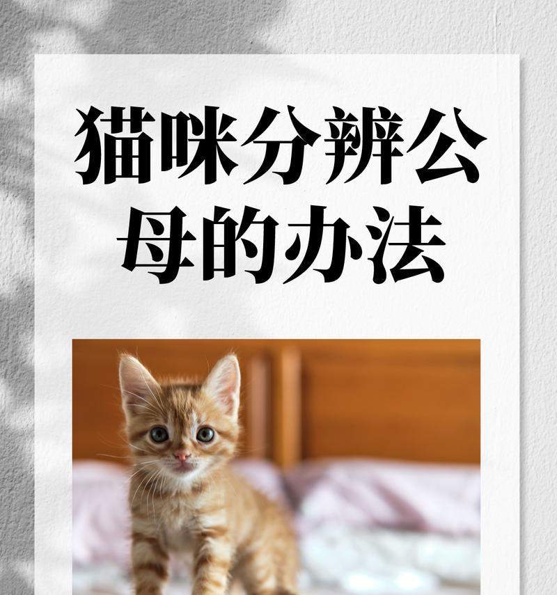 公猫蛋蛋的全球奇遇记：探索世界神秘与美丽景点