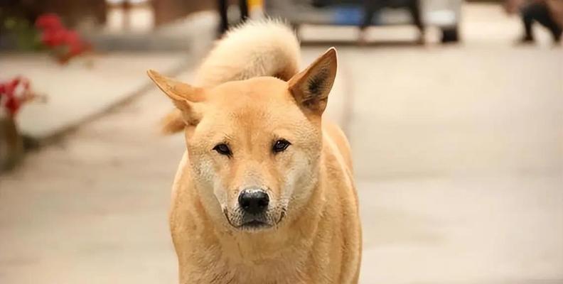 土狗为何容易饲养?这些优点让你心动 土狗为何容易饲养?这些优点让你心动