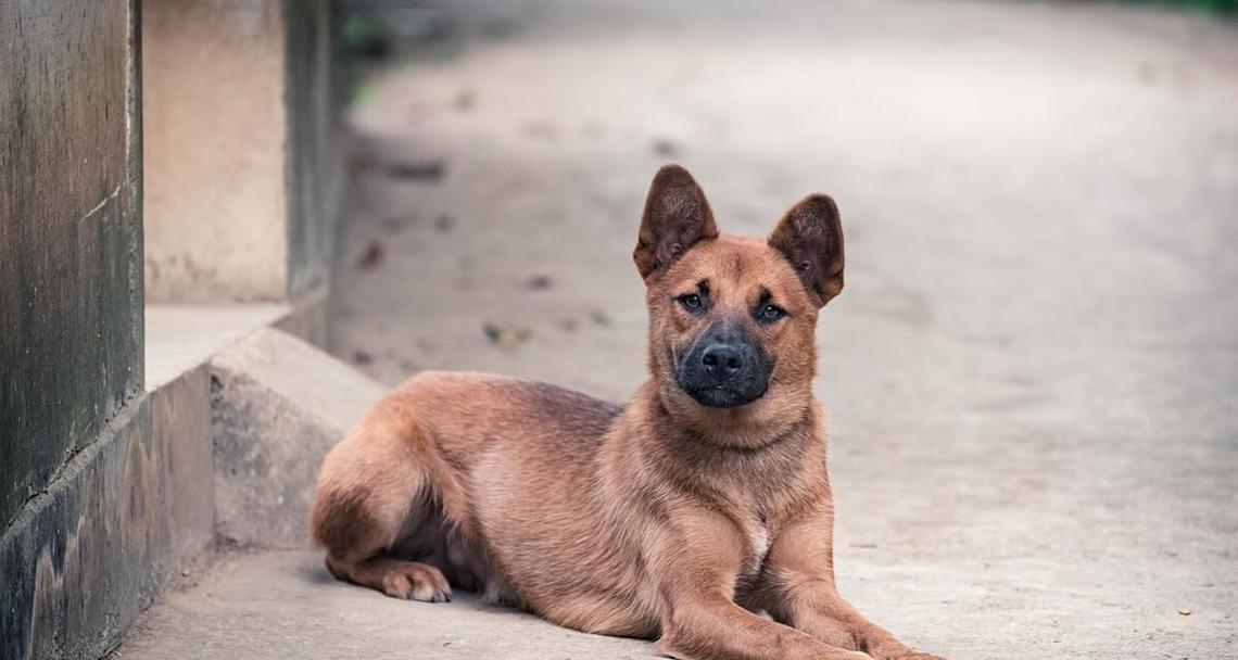 土狗为何容易饲养?这些优点让你心动 土狗为何容易饲养?这些优点让你心动