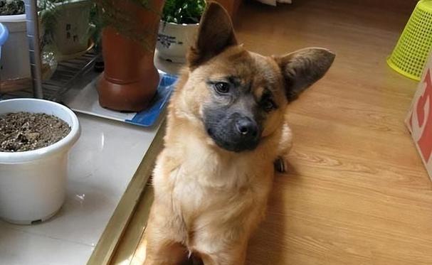 土狗为何容易饲养?这些优点让你心动 土狗为何容易饲养?这些优点让你心动