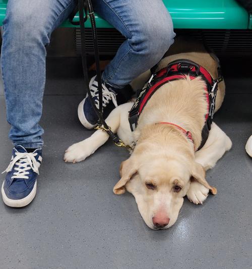 犬蛔虫感染导致狗狗拉稀的成因与防治指南