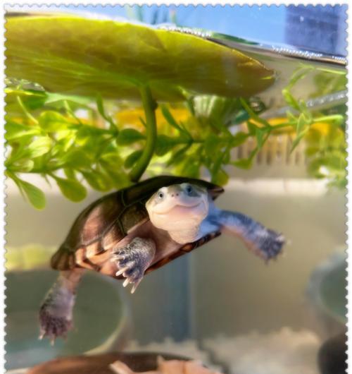 如何选择适合的宠物乌龟？种类与特点全解析