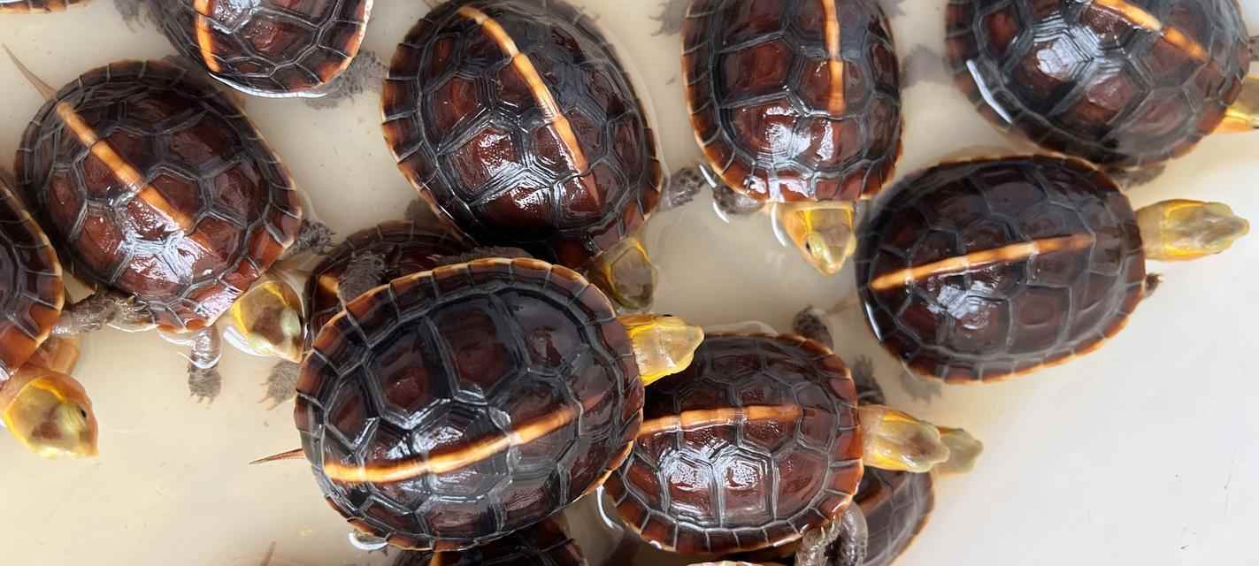 如何选择适合的宠物乌龟？种类与特点全解析