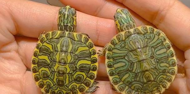 如何选择适合的宠物乌龟？种类与特点全解析