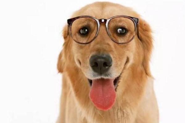 传染性口腔乳头状瘤 传染性口腔乳头状瘤