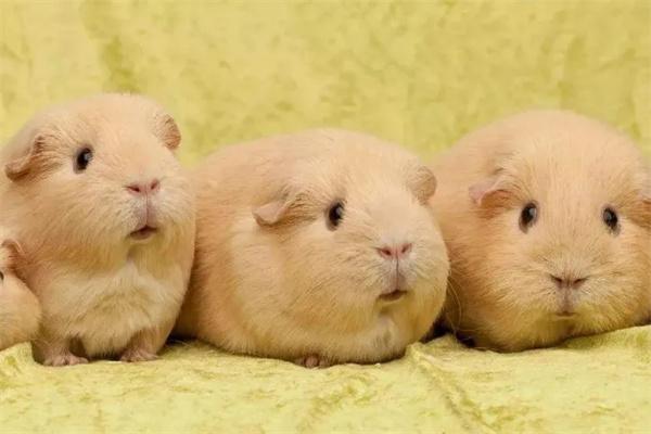 豚鼠需要睡觉吗? 豚鼠需要睡觉吗?