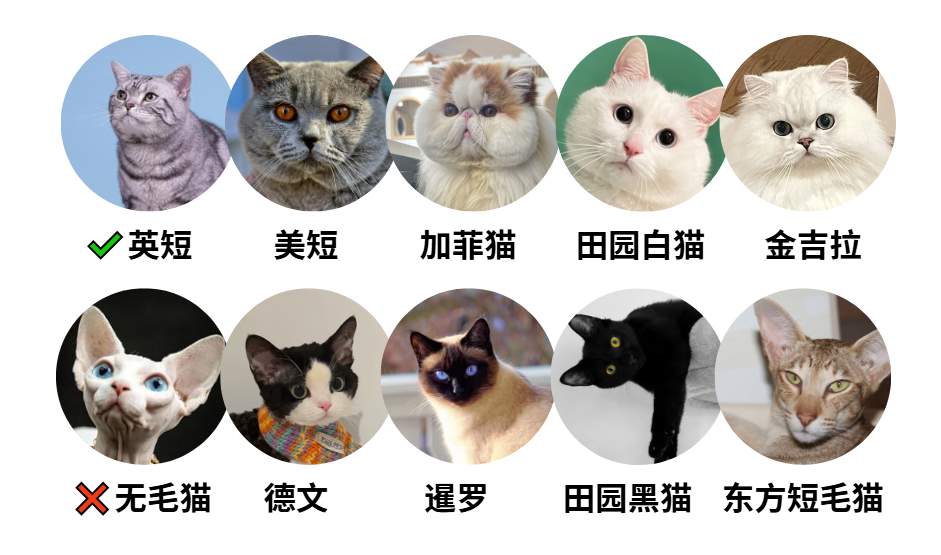 可以发腮的猫咪品种