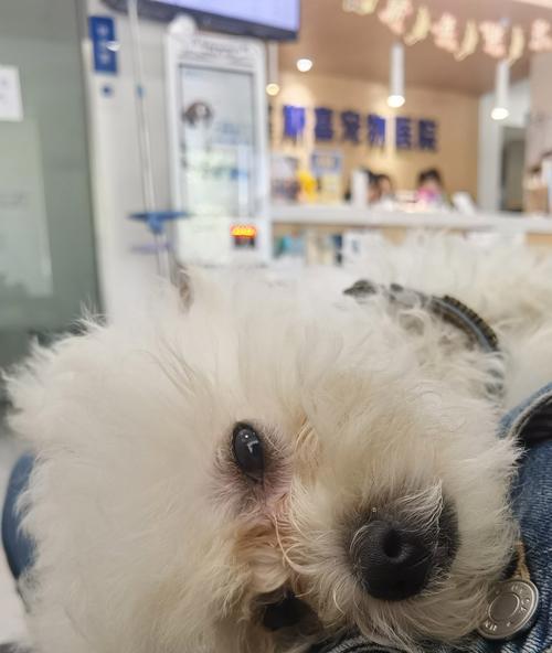 狗狗疫苗接种时机指南，科学保护健康