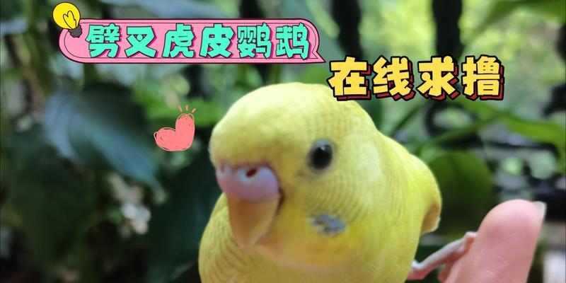 刚出生虎皮鹦鹉吃什么，科学喂养指南