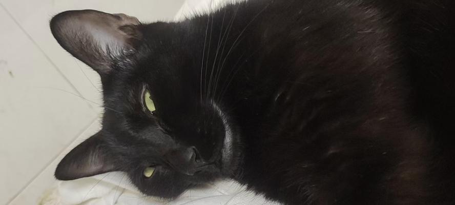 猫咪成长阶段解析:从闭眼到爬行的关键发展 猫咪成长阶段解析:从闭眼到爬行的关键发展