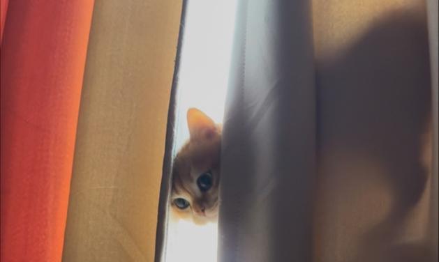 猫咪成长阶段解析:从闭眼到爬行的关键发展 猫咪成长阶段解析:从闭眼到爬行的关键发展