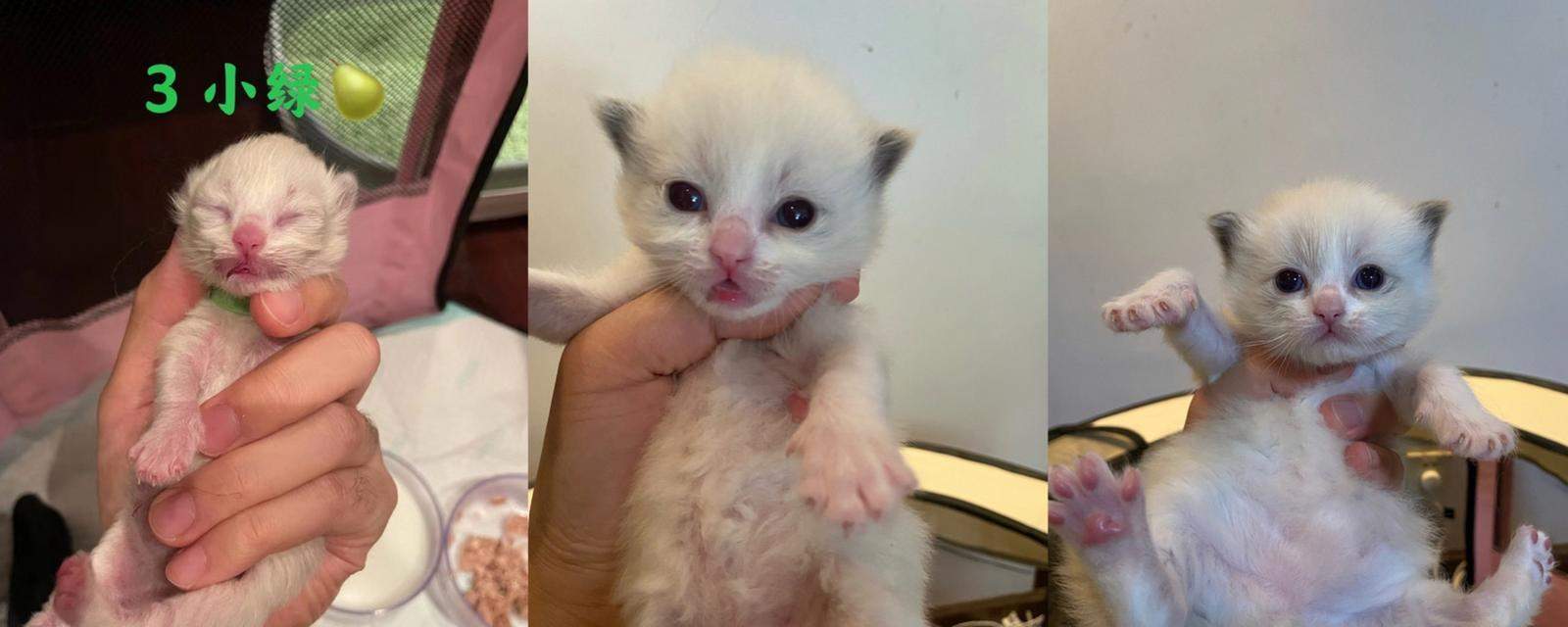 猫咪成长阶段解析:从闭眼到爬行的关键发展 猫咪成长阶段解析:从闭眼到爬行的关键发展