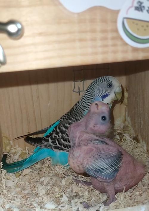 刚出生虎皮鹦鹉吃什么，科学喂养指南