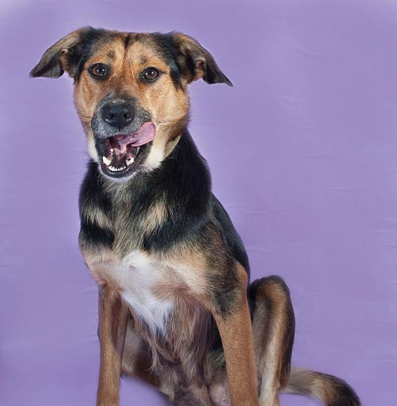 揭秘猫舌头为何会变紫，健康信号全解析