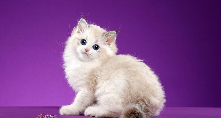 揭秘猫舌头为何会变紫，健康信号全解析