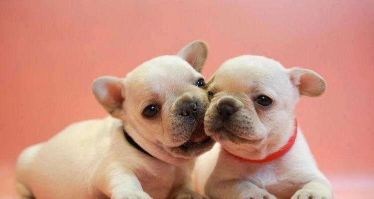 法斗成长各阶段特点与科学养育指南