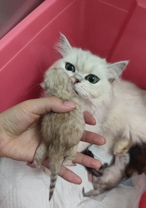 金吉拉璀璨金色魅力，诠释自然之美