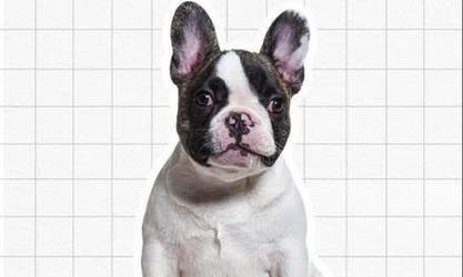 法斗成长各阶段特点与科学养育指南