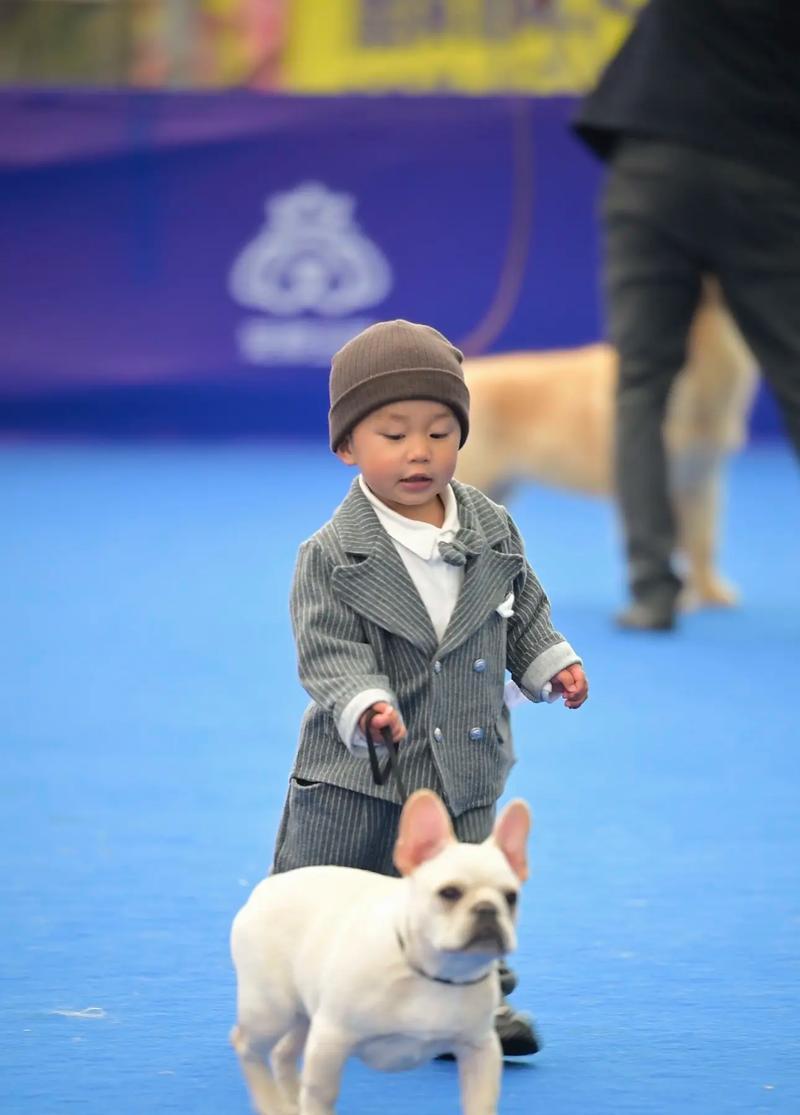 法斗成长各阶段特点与科学养育指南