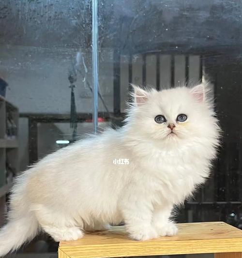 金吉拉璀璨金色魅力，诠释自然之美