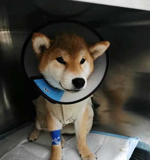 细犬补血饮食指南：科学搭配促进康复